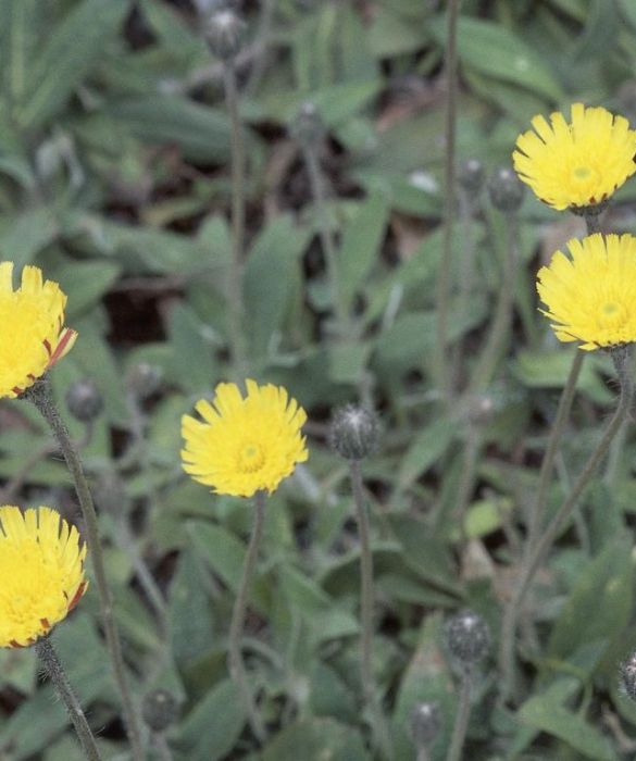 La pilosella, un genere di pianta dal fiore giallo, che appartiene alla famiglia delle Asteraceae, è molto indicata per drenare e depurare il fegato. Adatta a chi mangia molte proteine, aiuta la secrezione e l'espulsione della bile. Inoltre, essendo diuretica, favorisce lo smaltimento da parte del corpo delle scorie azotate. Si prendono 20 gocce di macerato glicerico due volte al giorno diluite in acqua.