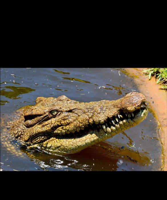 <p>Il più grande rettile vivente è il coccodrillo marino o coccodrillo estuarino. La sua lunghezza media è pari a 5,20 metri, anche se esistono alcuni esemplari che sono arrivati a toccare i 6,30 metri. Il suo peso si attesta intorno ai 450 kg.</p>
<p>Il loro habitat sono le acque salmastre e salate dell’India, dell’Asia e dell’Australia e si nutrono di qualsiasi animale riescano a mettere sotto i denti, inclusi gli squali se ne hanno la possibilità. Il loro morso è il più potente tra gli animali attualmente esistenti sul nostro pianeta.</p>
<p> </p>
