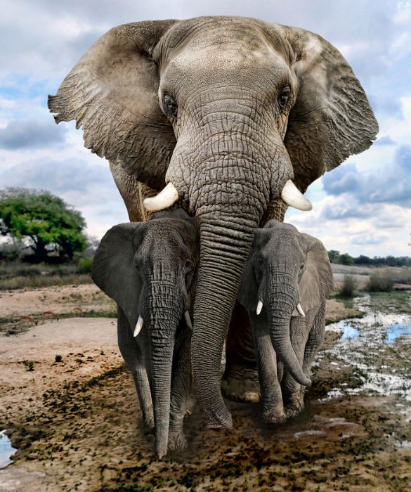 <p>L’elefante africano, o elefante africano di savana, è il più grande animale terrestre vivente. Con i suoi 10,60 metri di altezza, ed il peso pari a 7 tonnellate, questo mammifero è distribuito in 37 paesi africani, distribuendosi tra foreste, praterie, boschi, zone umide e terreni agricoli.</p>
<p>Dal 2004 è stato inserito nella lista rossa IUCN come vulnerabile, a causa della distruzione dell’habitat e dell’intensa attività di bracconaggio per la carne e l’avorio.</p>
<p> </p>
