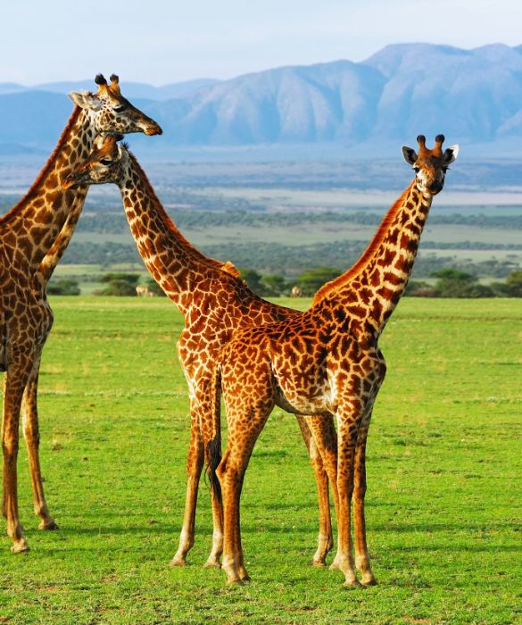 <p>Con la sua altezza pari a 5,80 metri, la giraffa è l’animale vivente più alto della Terra. Solo il collo è alto quasi 2 metri. È anche il ruminante più grande del mondo.</p>
<p>Vivono principalmente nelle praterie dell’Africa orientale e si nutrono principalmente di vegetali, utilizzando la lunga lingua prensile per estrarre germogli e foglie dagli alberi. I cuccioli di giraffa nascono dopo un periodo di gestazione di 15 mesi e sono alti già 2 metri.</p>
<p>È classificato dall’IUCN come vulnerabile all’estinzione e la sua presenza è stata estirpata in molte zone del suo habitat geografico.</p>
<p> </p>
