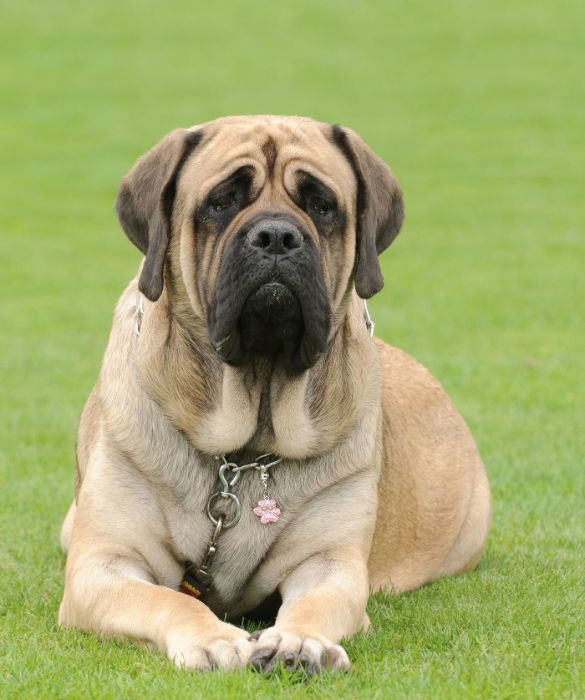 <p>Non è proprio uno tra gli animali più grandi del mondo, ma è sicuramente il cane più grosso del mondo.</p>
<p>Il Mastiff ha origini antichissime e le testimonianze storiche ci raccontano che questa razza canina era già censita ai tempi dei Romani durante la conquista dell’Inghilterra. Un esemplare maschio può arrivare a pesare anche 113 kg, rendendolo di fatto una tra le specie canine più grandi del mondo.</p>
<p>Secondo il Guinness dei Primati, il cane più grande del mondo è Zorba: un mastino inglese dal peso record di 154 kg. Dal 2000, l’organizzazione ha smesso di raccogliere informazioni su peso e altezza dei cani, per questo, ancora oggi, il record di Zorba è rimasto intatto.</p>
<p> </p>
