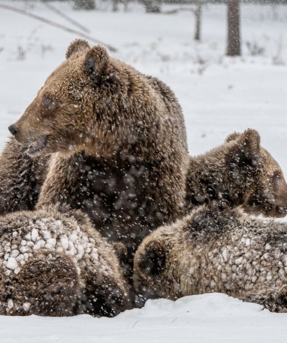 <p>Il record del più grande carnivoro terrestre vivente è condiviso tra orso bruno e orso polare. Con un peso di circa una tonnellata ed un’altezza fino a 3 metri, quando in piedi sulle zampe posteriori, si sono sicuramente guadagnati il loro posto in questa classifica.</p>
<p>L’orso bruno è tipico delle foreste e delle montagne del Nord America, dell’Europa e dell’Asia, mentre dirigendoti più a nord, verso il Circolo Polare Artico, potrai intravedere gli orsi polari, che si dividono tra mare e ghiacci.</p>
<p> </p>
