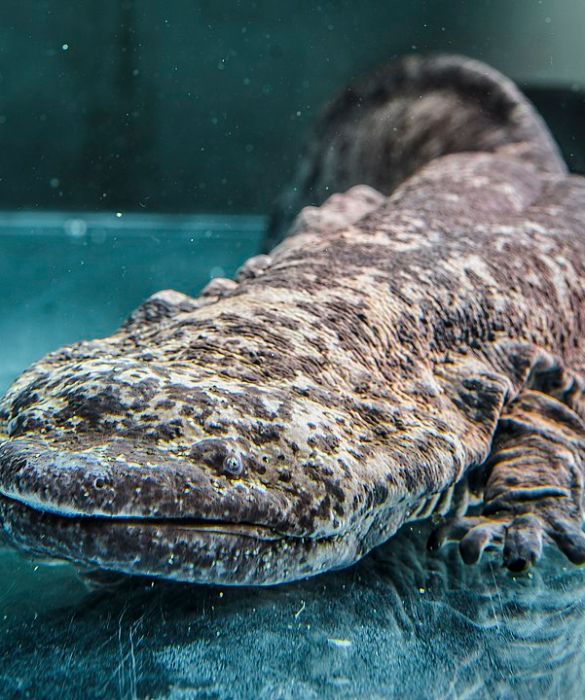 <p>La salamandra gigante cinese è il più grande anfibio vivente, con un peso di circa 30 kg e una lunghezza di 1,80 metri. È stato documentato che alcuni esemplari possono arrivare addirittura a toccare i 60 kg di peso.<br />
Fino a non molti anni fa, si pensava che questo anfibio fosse un esemplare un po’ cresciutello della salamandra gigante, ma grazie a diversi studi è stato scoperto che si tratta proprio di una specie a sé stante.</p>
<p>Oggi, secondo l’International Union for Conservation of Nature, la salamandra gigante cinese è ufficialmente a rischio di estinzione, poiché in Cina meridionale viene utilizzata nella medicina tradizionale oppure mangiata in qualità di genere alimentare di lusso. Estremamente rara in natura, gli esemplari ritrovati vengono portati in zoo o stazioni di ricerca allo scopo di conservazione.</p>
<p> </p>
