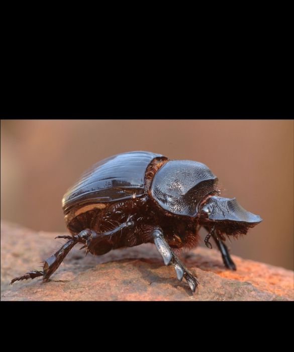 <p>Nascosti nel sottobosco delle foreste tropicali africane, il Goliathus è sicuramente l’insetto più grande del mondo. Anche noto come scarabeo Golia, questo insetto può arrivare a pesare fino a 100 grammi e a raggiungere una lunghezza di 11,5 cm. Il loro colore è marrone, nero e bianco.</p>
<p>Gli scarabei Golia sono considerati a rischio di estinzione: sia per gli sfegatati collezionisti che li ricercano ritenendoli dei veri e propri tesori preziosi, sia a causa della caccia incontrollata delle tribù locali che li mangiano ritenendoli sacri.</p>
<p> </p>
