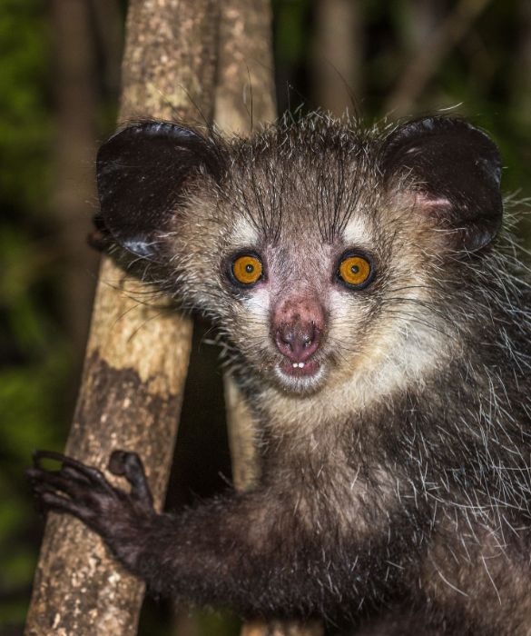 <p>Il Madagascar è noto proprio perché ospita moltissimi animali strani, la maggior parte dei quali non si trova in nessun'altra parte del mondo.</p>
<p>Un ottimo esempion è l'aye-aye: con i suoi occhi sporgenti, i denti in continua crescita e le dita lunghe. Può essere molto inquietante, soprattutto se te ne trovi improvvisamente uno faccia a faccia nella foresta. Sono animali tipicamente notturni, dato che è il momento della giornata in cui escono per mangiare, e sono un tipo di lemure che si trova esclusivamente nelle giungle del Madagascar.</p>
