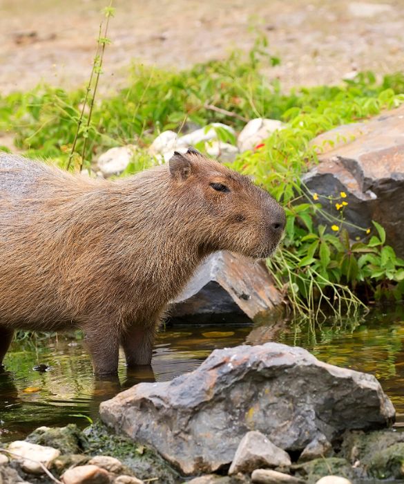 <p>I capibara sono i più grandi roditori viventi e si trovano per lo più in America Latina. Tendono a vivere vicino a specchi d'acqua in grandi gruppi, che possono raggiungere fino a 100 esemplari.</p>
<p>Oltre al loro aspetto insolito, la particolarità è che gli uccelli li utilizzano molto spesso come trespoli.</p>
<p>Un'altra cosa che potrebbe sorprenderti dei Capybaras è che sono incredibilmente veloci, in grado di correre come un cavallo se necessario. Possono anche rimanere sott'acqua per un massimo di cinque minuti e sono stati visti utilizzare questo trucco per evitare i predatori.</p>
