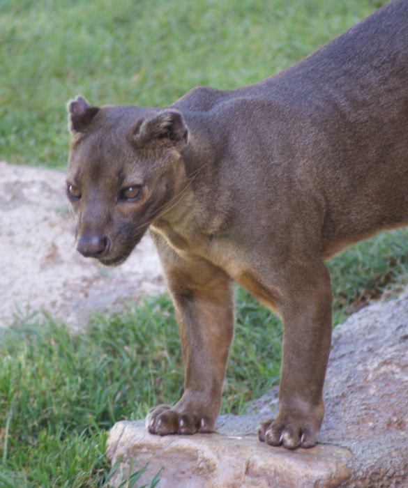 <p>La fossa è un animale simile al gatto, ma può arrivare a misurare fino a 1 metro e 20 di lunghezza. Nonostante le sembianze che ricordano quelle dei felini come puma o altri, i ricercatori ritengono che la fossa sia più strettamente imparentata con la mangusta e altri animali simili.</p>
<p>Il gatto del Madagascar si alimenta principalmente di lemuri ed è l'unico carnivoro della zona ad essere abbastanza grande da potersi cibare con esseri adulti.</p>
<p>Il loro corpo lungo, le piccole orecchie arrotondate e le gambe corte fanno sì che la fossa entri nella nostra classifica degli animali strani del mondo.</p>
