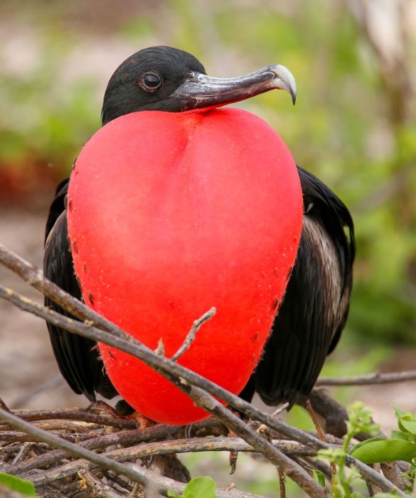 <p>Questi incredibili uccelli, tipici delle Isole Galapagos, vantano un'apertura alare di quasi due metri e mezzo e sono stati avvistati in volo anche a 2.500 metri di altezza. La particolarità della fregata magnifica è che spesso si trasforma in una vera e propria macchina da guerra, attaccando altri uccelli mentre stanno volando e talvolta rubandogli perfino il cibo.</p>
<p>Altra stranezza è il grande sacco rosso che i maschi hanno sul petto. Nel momento in cui sono alla ricerca di un partner, questo si gonfia per cercare di attirare quello giusto.</p>
