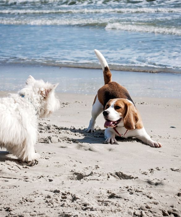 <p>Il cane al mare deve sempre stare al guinzaglio, a meno che non si abbia un'area recintata chiusa a propria disposizione. Detto questo, è sempre bene rispettare alcune regole di convivenza pacifica per trascorrere una bella vacanza con Fido.</p>
<p>Innanzitutto, mai portare al mare una femmina durante il calore. Potrebbe far scattare delle risse in spiaggia per conquistarla.</p>
<p>Mai perdere di vista il proprio amico a quattro zampe quando gioca con gli altri. Se uno di loro dovesse esagerare nel gioco, potrebbe essere necessario intervenire per evitare zuffe.</p>
