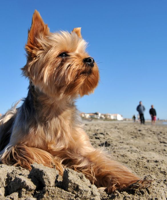 <p>Il pericolo maggiore per il cane al mare è il colpo di calore, quindi devi potergli garantire quanto più fresco possibile.</p>
<p>Cerca di tenerlo all'ombra e riduci al minimo le soste sotto il sole cocente. Inoltre, puoi utilizzare l'acqua di mare o quella della bottiglia per bagnarlo spesso, in particolar modo su testa e orecchie, e dagli da bere di frequente dell'acqua fresca (mai calda).</p>
<p> </p>
<p> </p>
