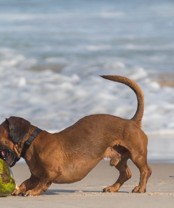 <p>Per vivere una vacanza serena e felice con il cane al mare è bene informarsi bene prima di prenotare. Oltre all'hotel o all'appartamento in cui alloggerete, contatta la spiaggia per cani di riferimento per assicurarti ombrellone, lettini e il necessario per Fido.</p>
<p>Inoltre, contatta tutti i luoghi che vorresti visitare per accertarti che il tuo migliore amico sia il benvenuto dappertutto.</p>
