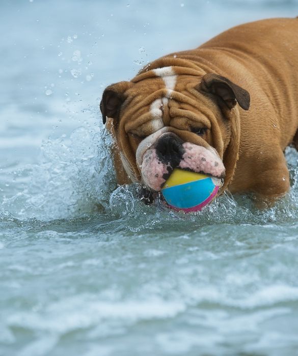 <p>Esiste una legge per i cani in spiaggia?</p>
<p>La risposta è no. Ad oggi non esistono norme nazionali che regolamentano l'accesso di Fido agli stabilimenti balneari, ma molto dipende dagli eventuali provvedimenti locali.</p>
<p>In assenza di regole a livello regionale e / o comunale, quindi, vigono le leggi di buonsenso. Il cane può accedere alle spiagge libere e alle acque demaniali purché dotato di guinzaglio e / o museruola.</p>
