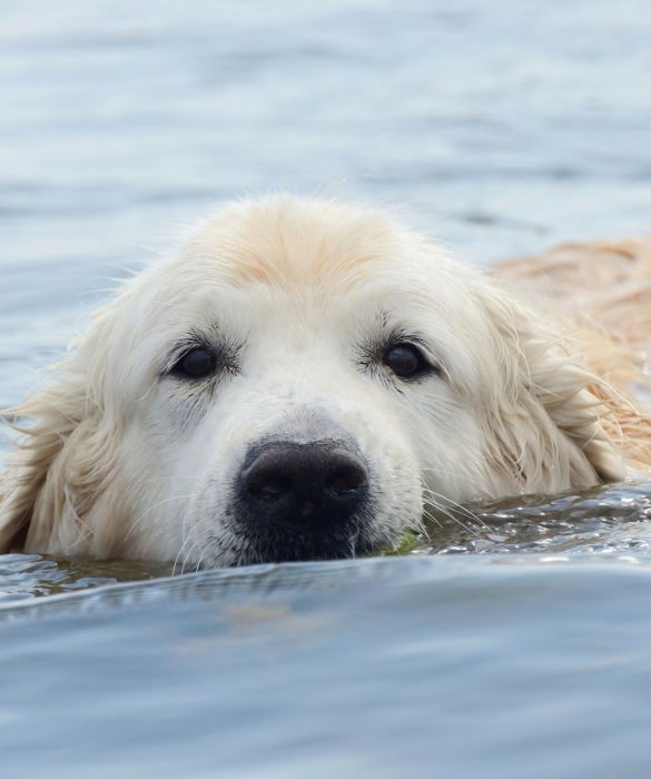 <p>Hai deciso di andare in vacanza con il cane al mare? Ecco alcuni consigli per fargli amare la spiaggia e l'acqua corredati da qualche foto buffa per strapparti un sorriso.</p>
