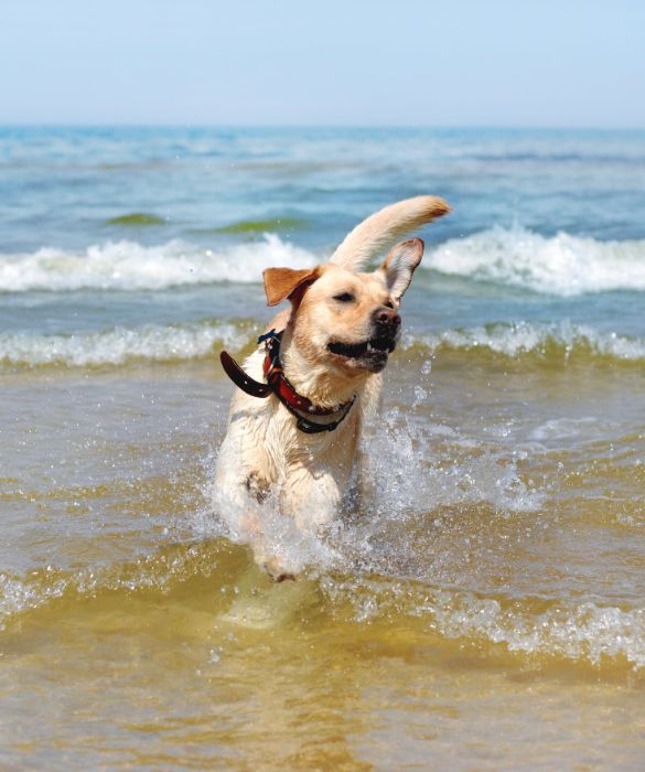 <p>Il cane non sempre apprezza il mare e non è nemmeno detto che ami l'acqua. Se da cucciolo non è mai stato abituato a nuotare dovresti prestare la massima attenzione per evitare pericolosi incidenti. Per esempio, mai forzare il cane ad entrare in acqua: se lo desidera ti seguirà da solo.</p>
<p>Inoltre, tienilo sempre sotto controllo quando entra in acqua per evitar che si allontani troppo.</p>
<p> </p>
