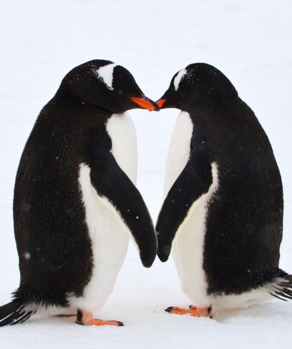 <p>Insieme a orsi e fenicotteri, i pinguini sono tra le<strong> 1.500 specie animali</strong> che praticano l'<strong>accoppiamento tra esemplari dello stesso sesso</strong>.</p>
<p>Al Wingham Wildlife Park nel Kent, in Inghilterra, due pinguini Humboldt maschi di nome Jumbs e Kermit hanno allevato un cucciolo che il padre del si era rifiutato di incubare. Allo zoo di Central Park a New York City, Roy e Silo, una coppia di pinguini sottogola, hanno incubato un uovo fertile e allevato il cucciolo di pinguino.</p>
<p> </p>
