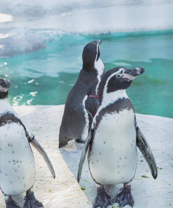 <p>Dal pinguino più alto del mondo alla specie più piccola, fino ad arrivare alle loro meravigliose abitudini: questi uccelli bianchi e neri sono tanto interessanti quanto adorabili. Ecco <strong>9 cose forse non sapevi </strong>su di loro.</p>
