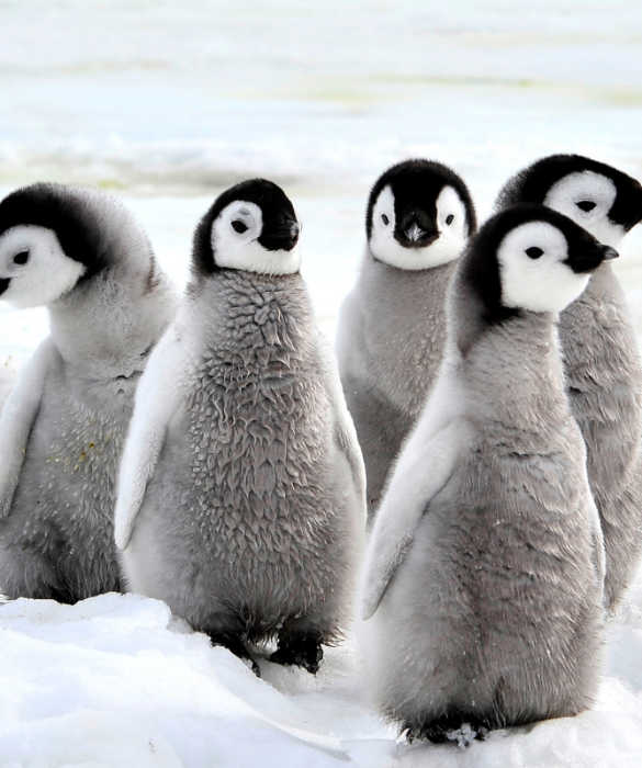 <p>Ci sono <strong>cinque specie classificate come a rischio di estinzione</strong> nella IUCN Red List: il pinguino saltarocce settentrionale, il pinguino dalla cresta eretta, il pinguino dagli occhi gialli, il pinguino africano e il pinguino delle Galapagos.</p>
