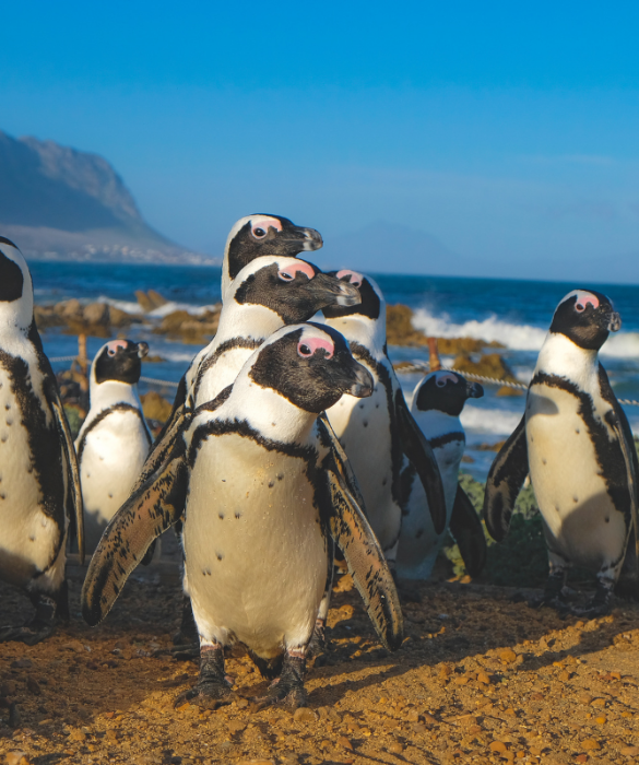 <p>Esistono due giornate dedicate ai pinguini: il 25 aprile è la <strong>Giornata Mondiale dei pinguini</strong>, mentre il 20 gennaio si celebra la <strong>Giornata della consapevolezza sui pinguini</strong>.</p>
<p>Entrambe hanno lo scopo di sensibilizzare l'opinione pubblica e le istituzioni sullo stato di questi uccelli: sempre più <strong>a rischio a causa del cambiamento climatico</strong>.</p>

