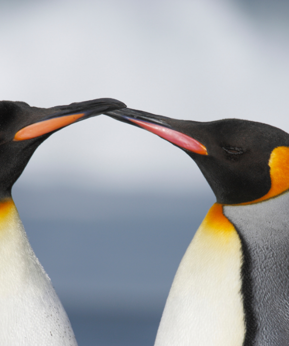 <p>La maggior parte delle specie di pinguini è<strong> monogama</strong>. Durante la stagione degli amori, tra marzo e aprile, si vanno a <strong>formare le coppie</strong> che durano per tutta la vita.</p>
<p><em>Fun fact: sono le femmine che vanno alla ricerca del proprio compagno.</em></p>
