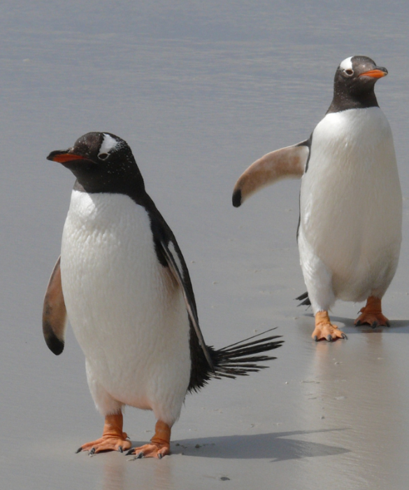 <p>Ed ecco forse la curiosità più strana:<strong> i pinguini starnutiscono</strong>.</p>
<p>Sono dotati di una ghiandola sopraorbitale subito dietro agli occhi e starnutiscono al fine di<strong> eliminare l'acqua</strong> salata ingerita in eccesso. Solo così saranno liberi di procacciarsi nuovamente il cibo.</p>
