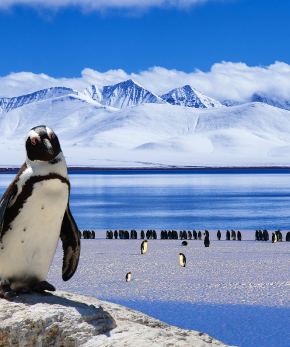 <p>Nel 2014, gli scienziati hanno scoperto dei resti risalenti a <strong>37 milioni di anni fa</strong> di una specie di <strong>mega pinguino</strong> sull’<strong>isola di Seymour</strong>, nella penisola antartica. Sulla base di alcune ricerche è stato stimato che il pinguino gigante fosse alto <strong>poco più di 2 metri</strong> e pesasse circa 115 kg.</p>
