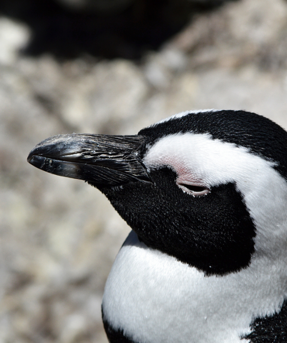 <p>A <strong>Birdland</strong>, un parco naturale nel Gloucestershire, in Inghilterra, troverai il pinguino più vecchio del mondo. Si stima che Missy, un pinguino reale, abbia 40 anni.</p>
<p>In cattività, la durata massima della vita per la specie è di 41 anni, contro i 26 anni in natura.</p>
