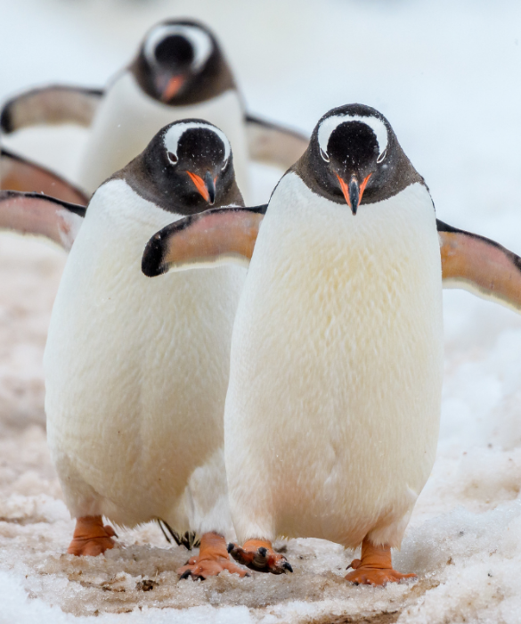 <p>Gli esperti hanno stimato che esistono<strong> tra le 17 e le 19 specie di pinguini</strong>. Pur essendo incapaci di volare sono presenti in diverse parti del globo: dall’Africa all’Australia.</p>
<p>I pinguini crestati, come le specie Saltarocce o Macaroni, caratterizzati da ciuffi gialli o arancioni che partono dalla testa, vivono nella <strong>regione sub-antartica e nella penisola antartica</strong>. Le specie Humboldt e Magellano, meno piumate, sono<strong> originarie del Sud America</strong>.</p>
