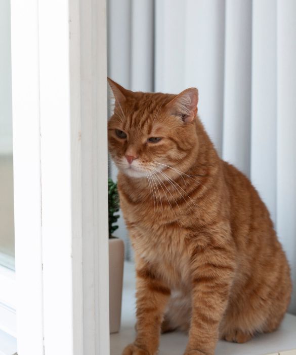 <p>Un gatto soriano arancione di nome Stubbs è stato il sindaco di Talkeetna, una piccola città dell'Alaska, per 20 anni. Sebbene non detenesse alcun potere legislativo, ovviamente, era amato sia dalla gente del posto che dai turisti di tutto il mondo.</p>