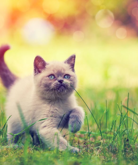 <p>Se hai visto il tuo piccolo gatto correre per giocare, hai notato quanto possa essere veloce. Anzi no, forse non ci crederai, ma un gatto può raggiungere una velocità di 48 km orari. Così elevata da poter battere Usain Bolt su uno scatto di 200 metri!</p>