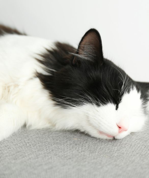<p>Se pensi che il tuo gatto trascorra la maggior parte della sua vita dormendo… Beh, hai perfettamente ragione! Secondo il Veterinary Hub, i gatti passano il 70% della loro vita schiacciando pisolini, il che significa una media compresa tra le 13 e le 16 ore al giorno. Loro sì che hanno capito tutto.</p>