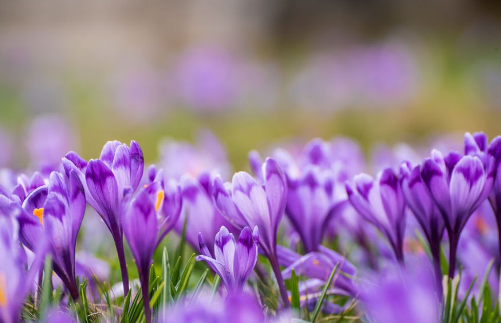 8 Bulbi Di Mughetto Profumati - Piante Resistenti Al Freddo Per Balcone E Giardino - Convallaria Majalis - Foto 2