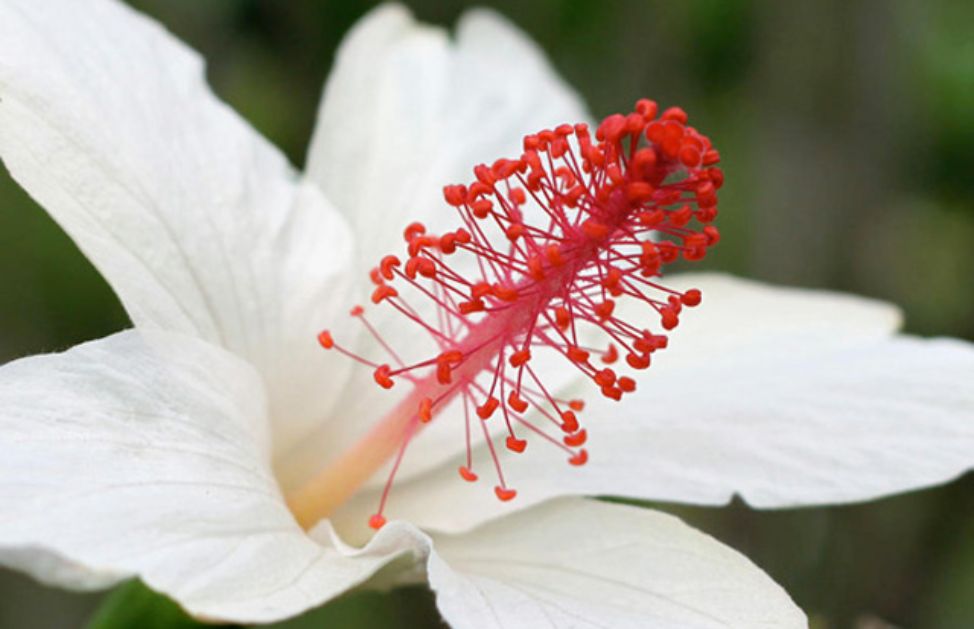 Il Fiore Piu Bello E Raro Al Mondo Mulan