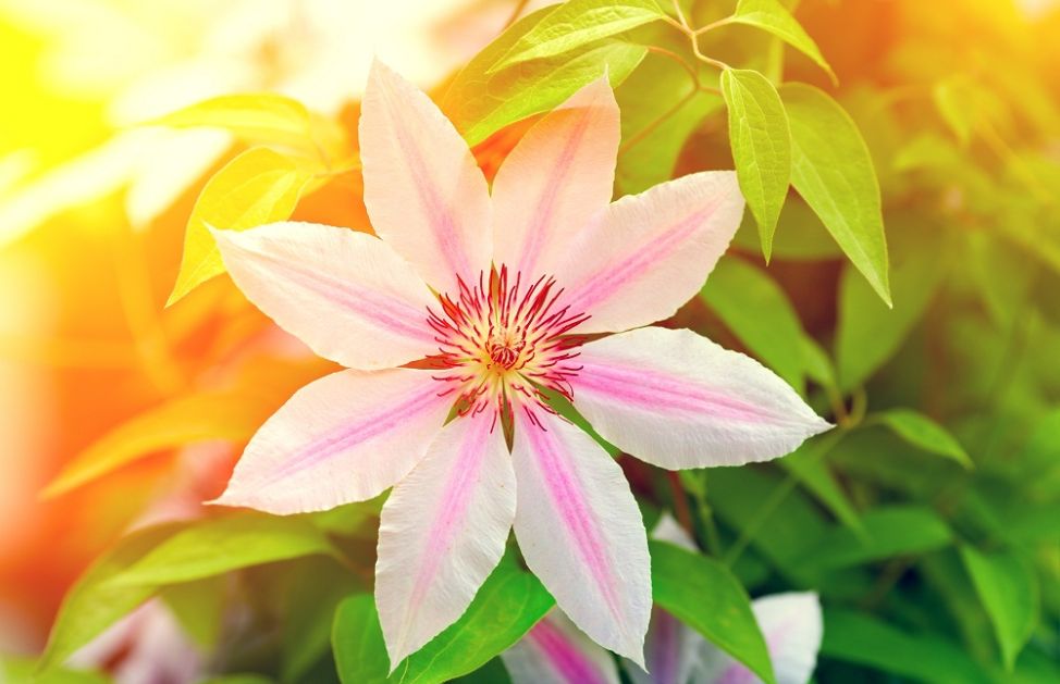 E' vero che in estate le piante vanno bagnate più spesso?
