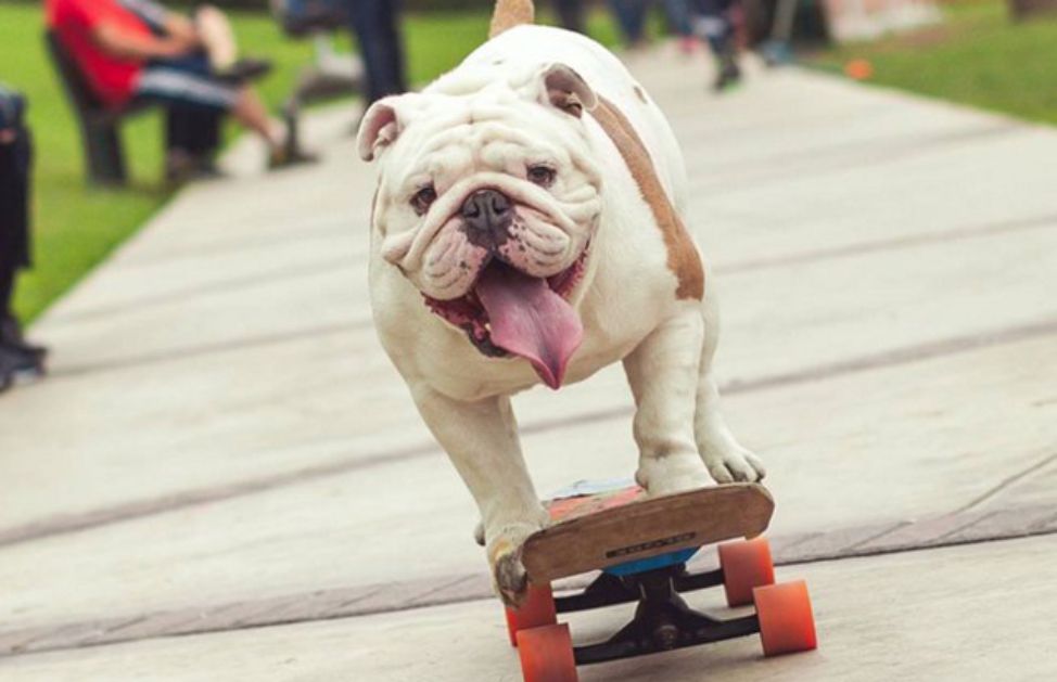 Il Cane Più Piccolo Del Mondo Show Dei Record