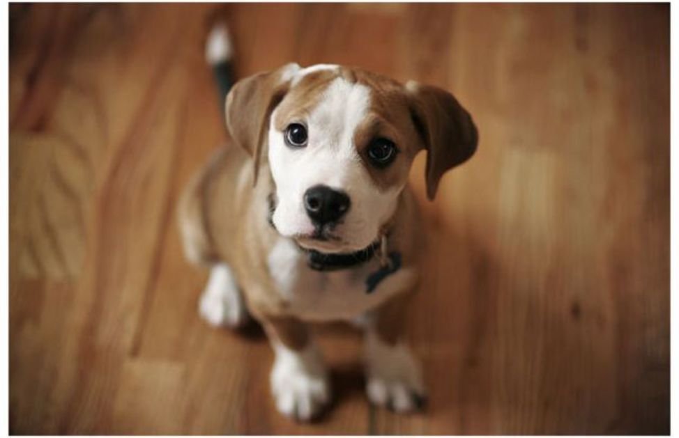 Le 5 Razze Di Cani Piu Adatte A Vivere In Appartamento Deabyday