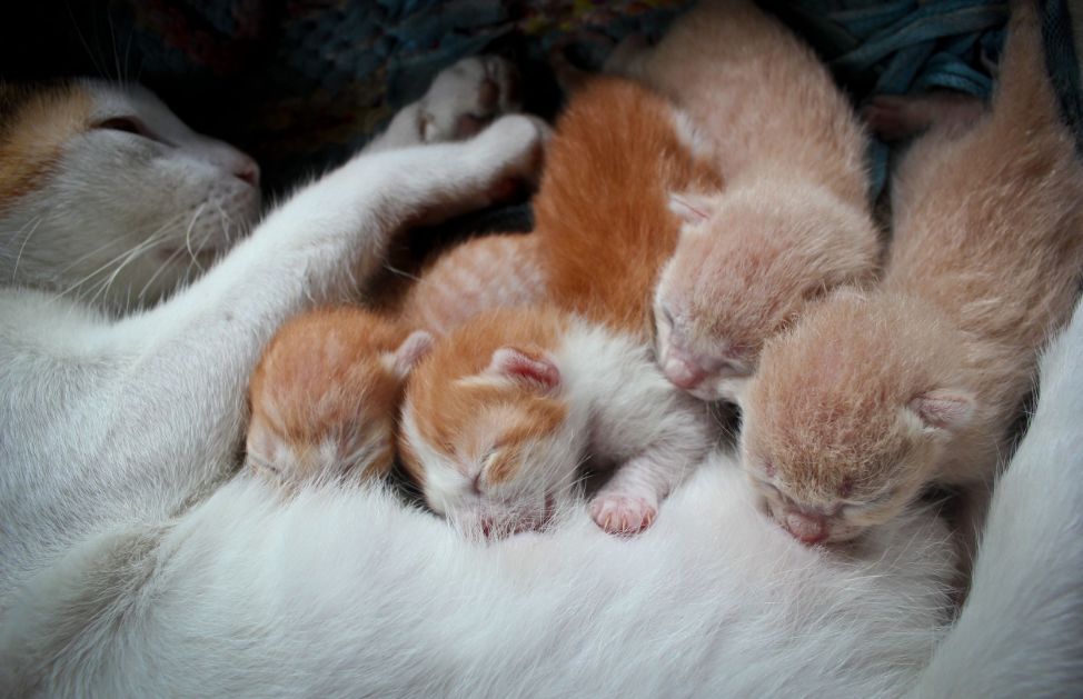 Dopo Quanto Tempo I Gattini Aprono Gli Occhi