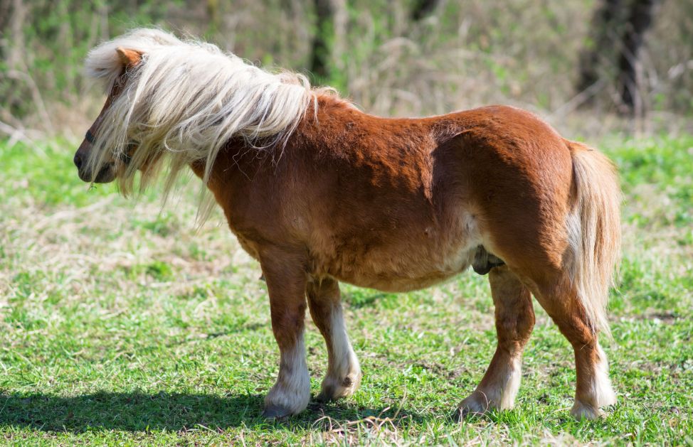 Quanto costa un pony? DeAbyDay Quanto costa un pony? DeAbyDay