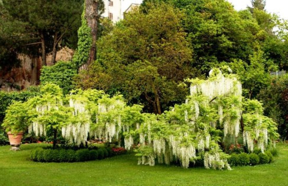 Come curare il tuo giardino risparmiando | DeAbyDay