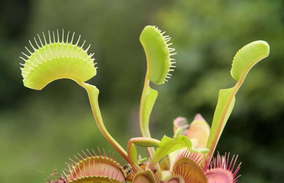POWERS TO FLOWERS - PIANTE CARNIVORE TRIS, DIONAEA, DROSERA, SARACENIA, TRE PIANTE, VASO 9CM, Piante Vere