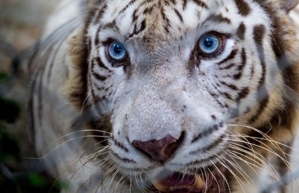 Il Verso Della Tigre Come Si Chiama
