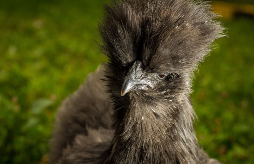 marta animal come gallinas marta animal come gallinas