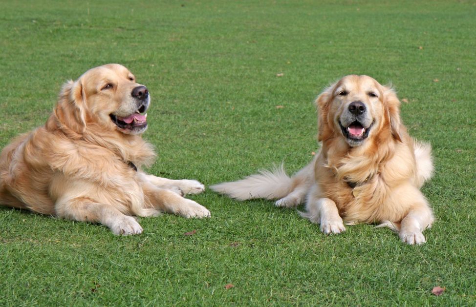 Come Accorgerti Che Il Tuo Cane E In Calore Deabyday