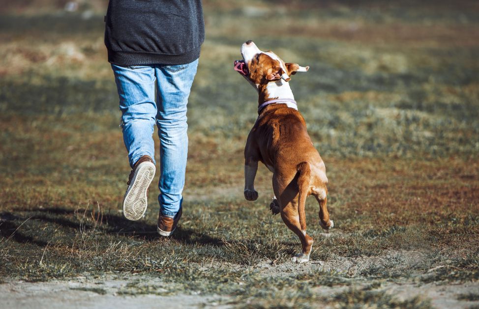 Come educare un cucciolo di cane Amstaff DeAbyDay