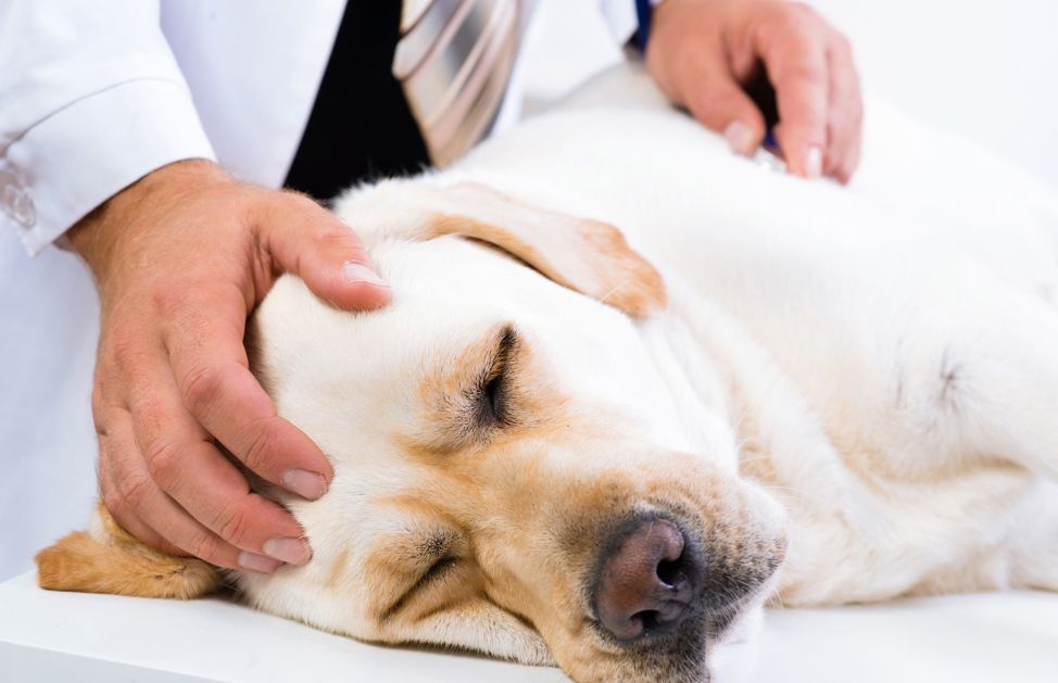 Come Intervenire Se Il Tuo Cane Viene Investito Da Un auto DeAbyDay