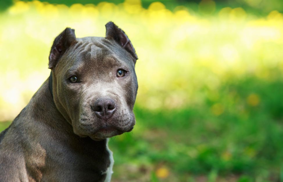Grigio Blu Nero Tutti I Colori Dell Amstaff Deabyday