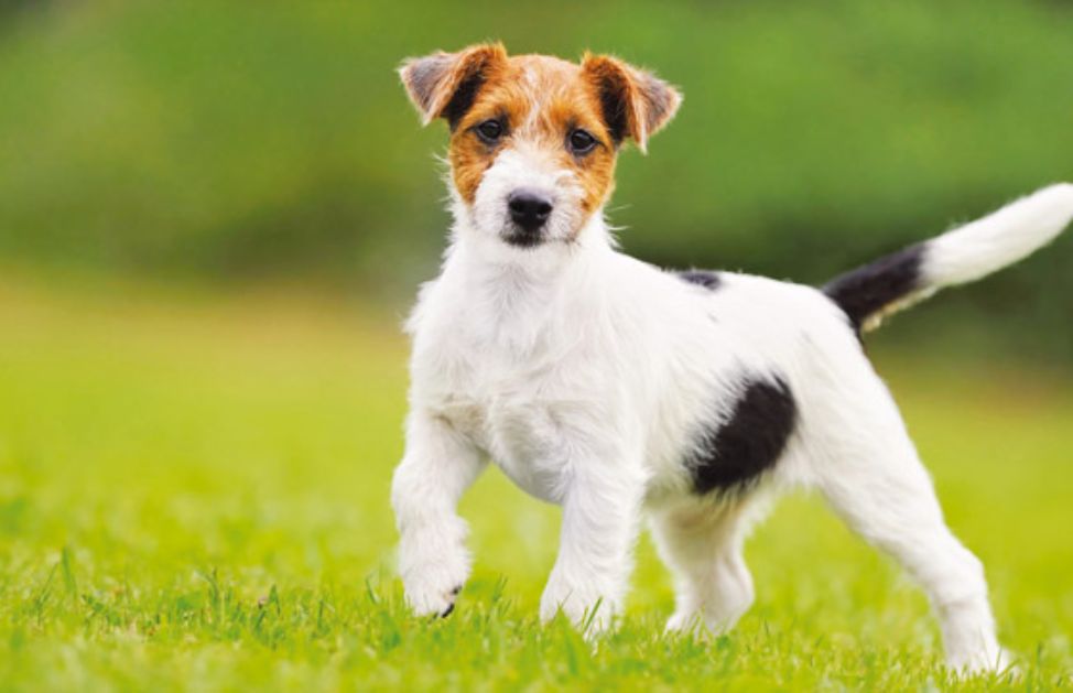 Che Razza è Il Cane Della Pubblicità Di Sky