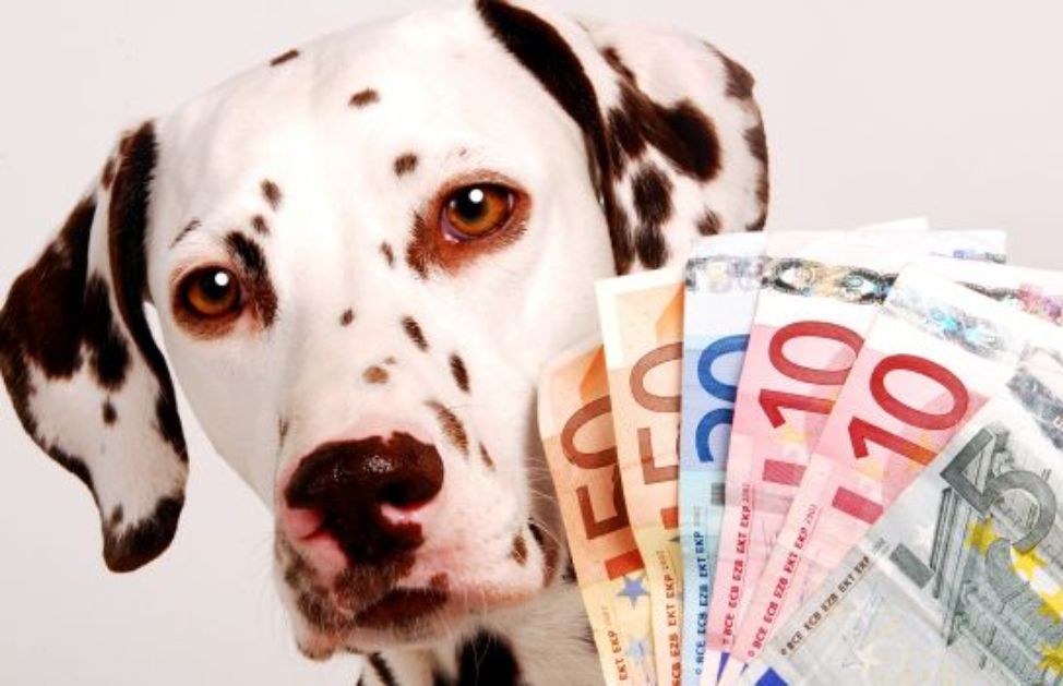 Quanto costa mantenere un cane? DeAbyDay Quanto costa mantenere un cane? DeAbyDay
