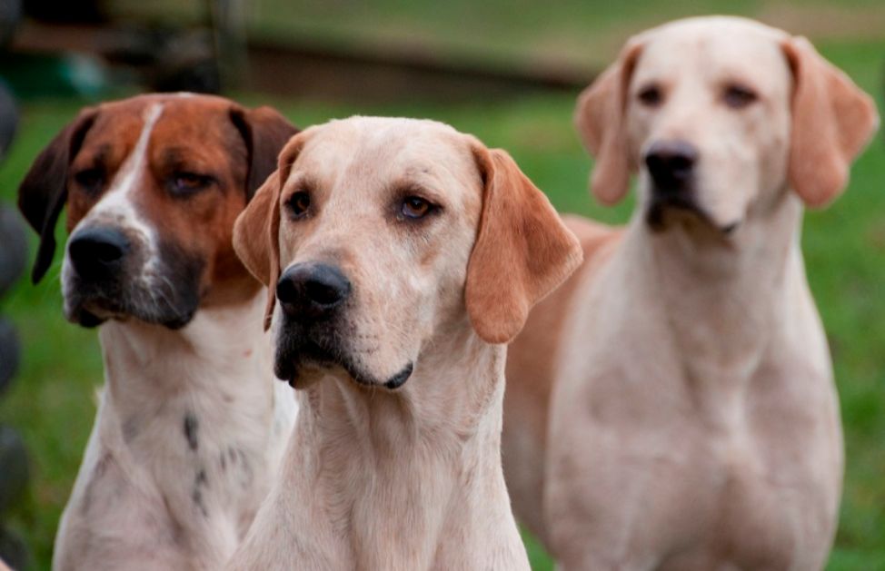 Razze di cani le caratteristiche dei cani da caccia DeAbyDay Razze di cani le caratteristiche dei cani da caccia DeAbyDay