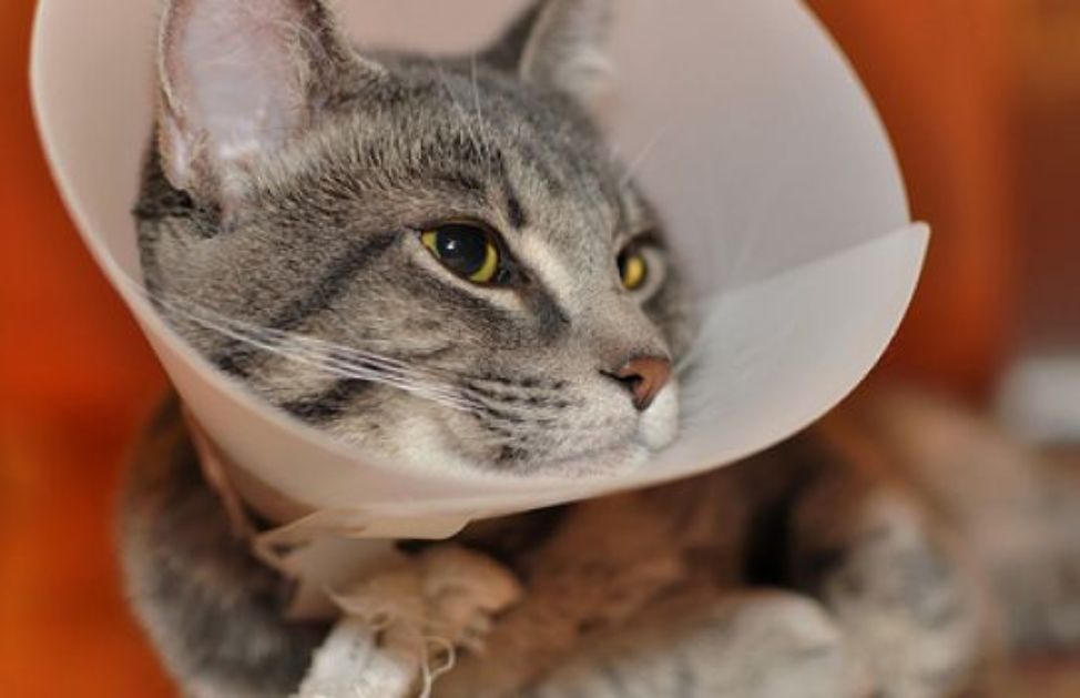 Collare Elisabettiano Per Gatti Fai Da Te