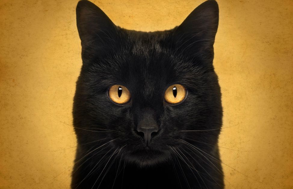 Perché si pensa che il gatto nero porti sfortuna storia di una